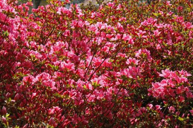 ormangülü, Japon azaleas Bahar, Almanya