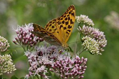 Gümüş yıkanmış fritillary kelebek (Argynnis paphia)