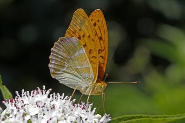 Argynnis paphia, Gümüş Yıkanmış Fritiller