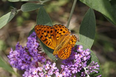 Perlmutterfalter butterfly on Buddleja davidii, butterfly-bush in Italy, Europe clipart