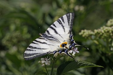 kırlangıçkuyruğu kelebek, Iphiclides podalirius