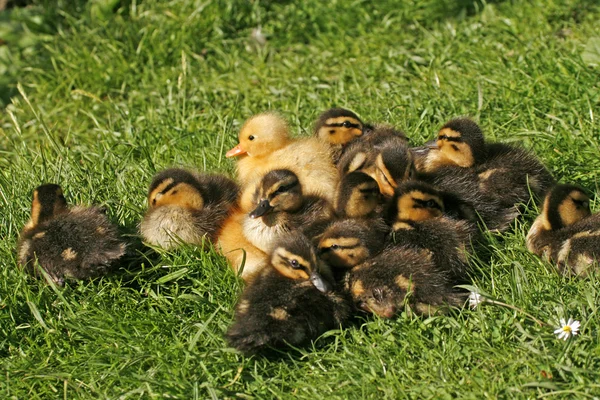 Ducklings, 아나 스 platyrhynchos-청둥오리, 독일 — 스톡 사진