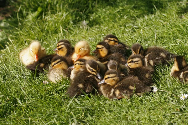 Ducklings, Anas platyrhynchos - Mallard, Allemagne — Photo