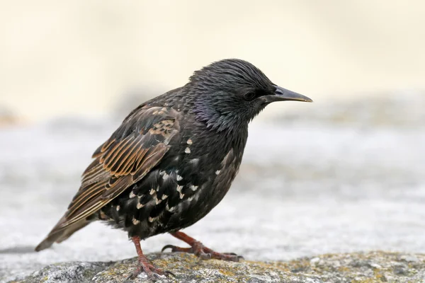 Starling jovem no sudoeste da Inglaterra, Europa — Fotografia de Stock