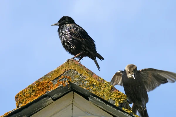 Young Starling en el suroeste de Inglaterra, Europa —  Fotos de Stock
