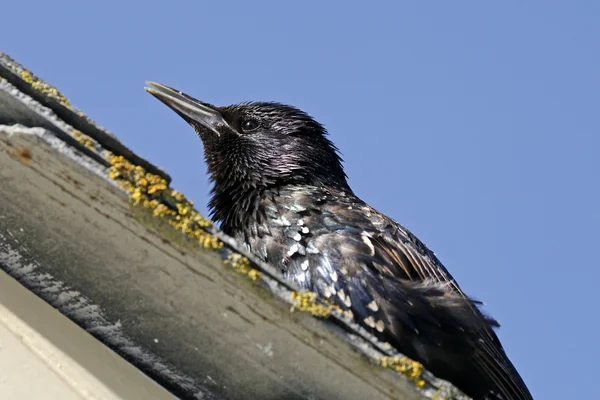 Starling muda di Inggris Barat Daya, Eropa — Stok Foto