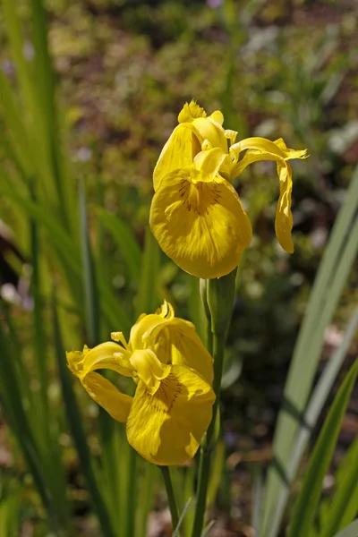 Iris pseudacorus, gul iris, gul flagga i Tyskland, Europa — Stockfoto