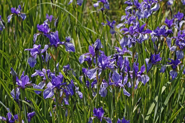 Sibirisk iris (iris sibirica), vårblomma i Tyskland — Stockfoto