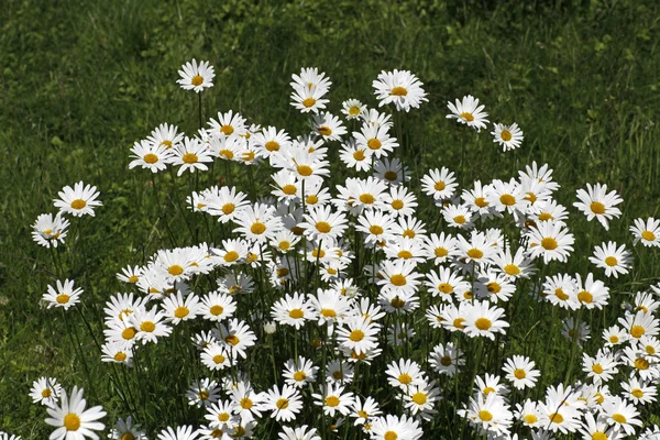 Oxeye daisy, Marguerite - Leucanthemum vulgare в Германии — стоковое фото