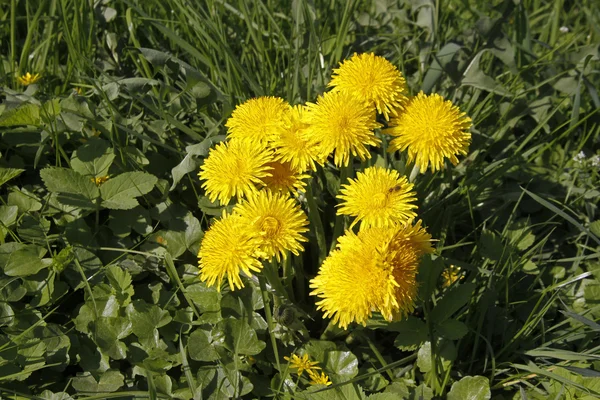 Taraxum 铁皮-常见蒲公英在春天，德国 — 图库照片