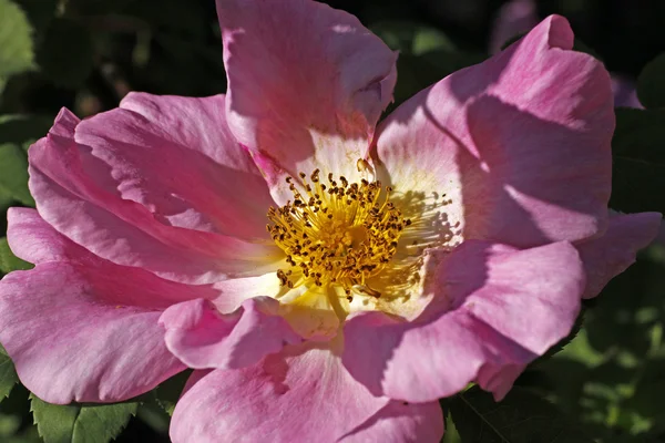玫瑰玛格丽特加高培厚，灌木玫瑰在德国 — 图库照片