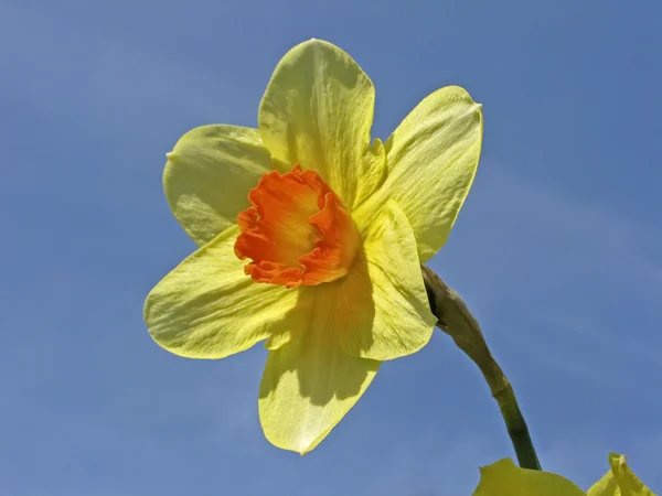 Amarelo daffodil na primavera, Alemanha — Fotografia de Stock
