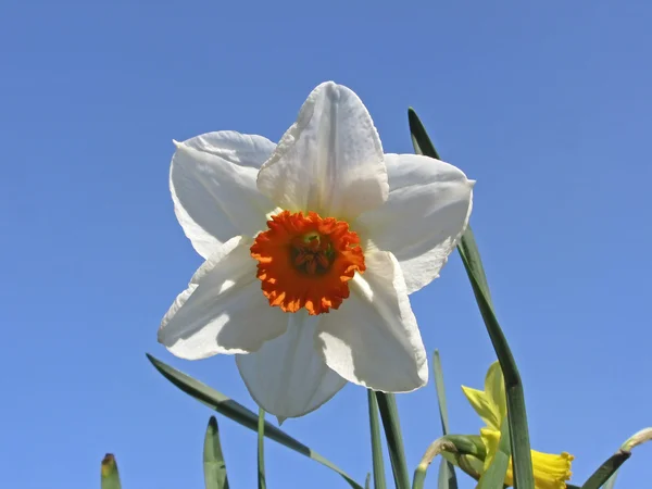 Narciso amarillo en primavera, Alemania — Foto de Stock