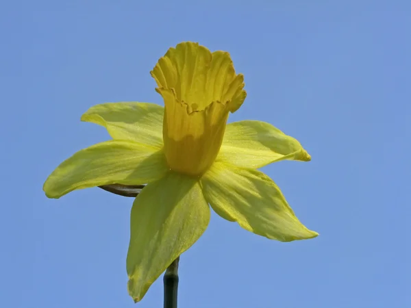 Žlutý narcis na jaře, Německo — Stock fotografie