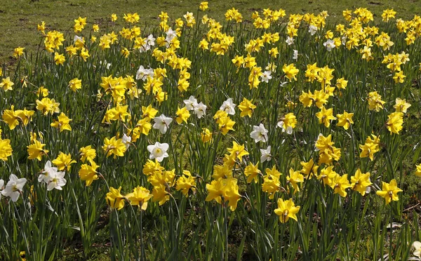 Narcissus hybrider, påskliljor på våren, Tyskland — Stockfoto