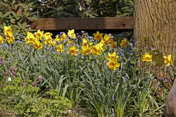 Lírios quaresmal, Daffodils com e Esqueça-me-não na primavera — Fotografia de Stock