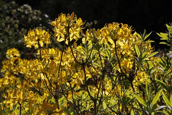 Rhododendron luteum - sárga Azalea — Stock Fotó