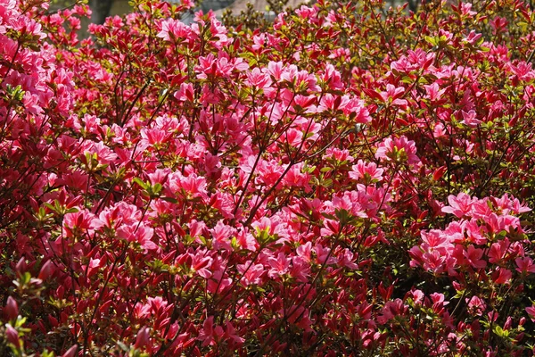 Rododendrony, azalie japońskie na wiosnę, Niemcy — Zdjęcie stockowe