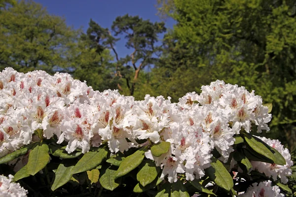 Rododendron, japonské azalky na jaře, Německo — Stock fotografie