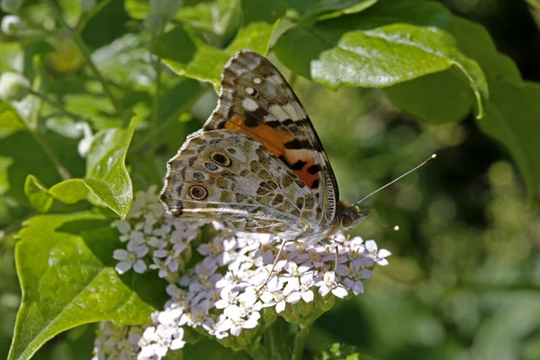 Mariposa dama pintada (Vanessa cardui) — Foto de Stock