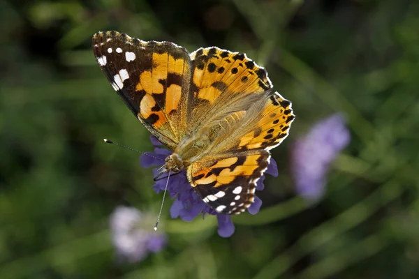 Senhora pintada borboleta (Vanessa cardui) — Fotografia de Stock
