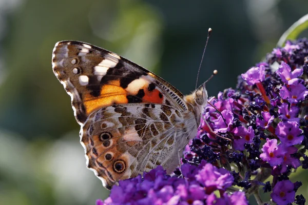 Vanessa cardui, Farfalla dipinta (Cynthia cardui ) — Foto Stock