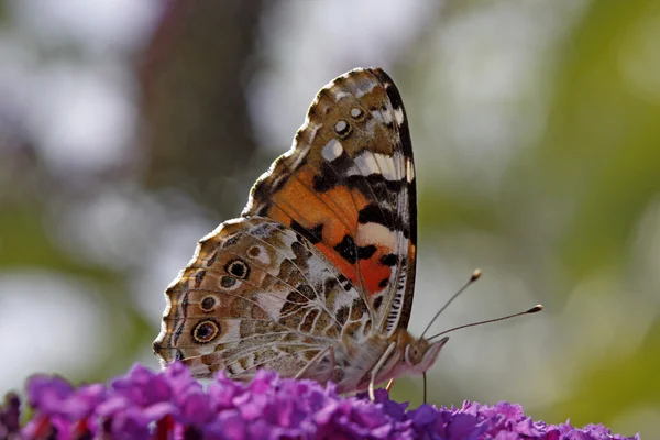Vanessa cardui, Painted lady butterfly (Cynthia cardui) — Stock Photo, Image