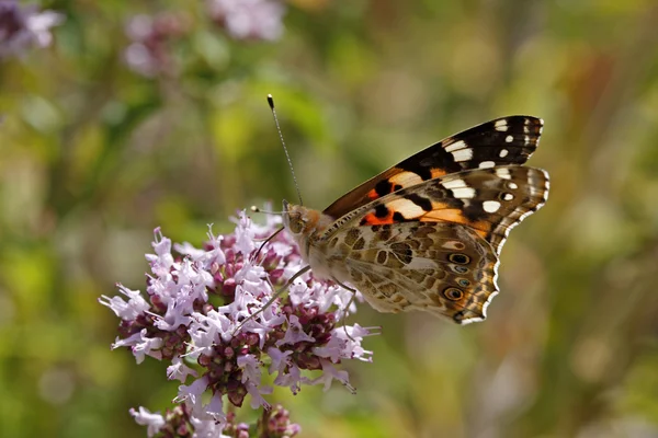 Painted Lady motyl (Rusałka Osetnik) na Origanum vulgare — Zdjęcie stockowe
