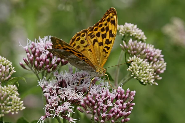 Silbergewaschener Schmetterling (argynnis paphia)) — Stockfoto