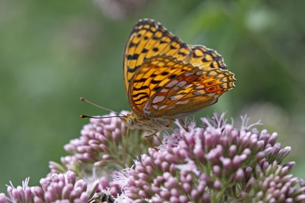 Perlmutterfalter butterfly on Hemp-agrimony — Stock Photo, Image