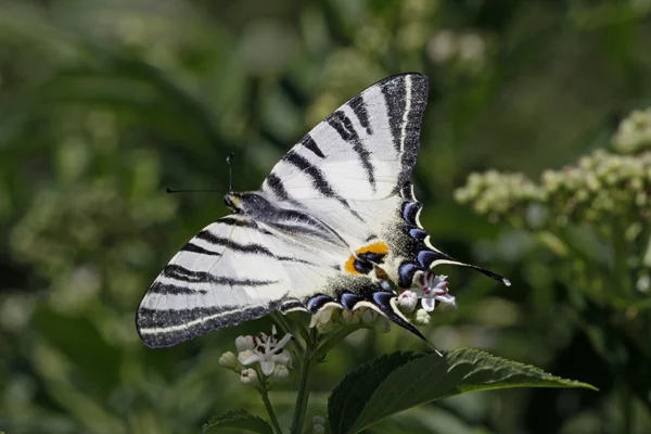 Scarce Swallowtail butterfly, Iphiclides podalirius — Stock Photo, Image
