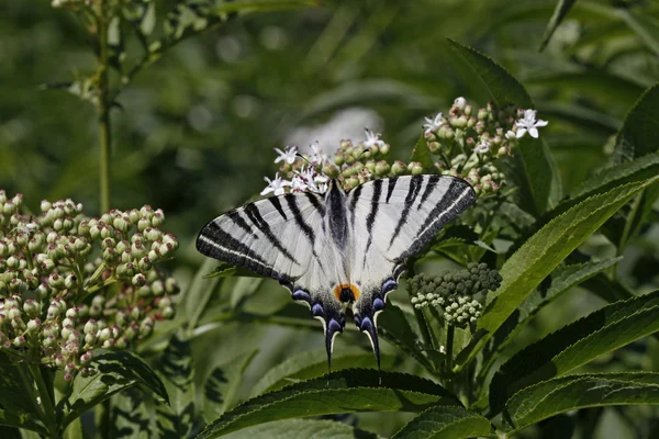 Scarce Swallowtail butterfly, Iphiclides podalirius — Stock Photo, Image
