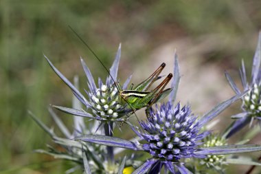 Eryngium amethystinum, deniz-holly Çekirge ile