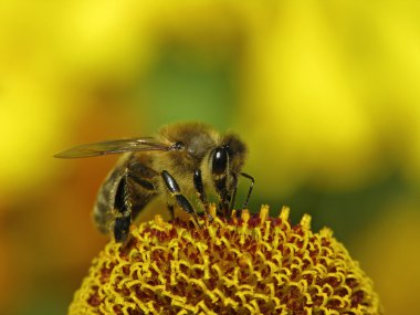 Avrupa bal arısı, apis mellifica helenium üzerinde