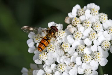 Reçel sineği, civanperçemi bloom syrphid anında