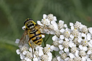 myathropa florea, civanperçemi bloom (achillea syrphid anında)