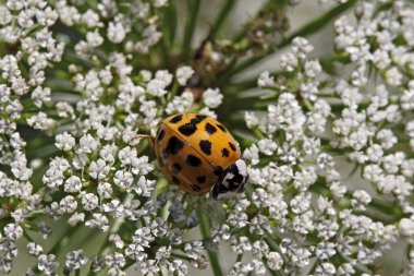 Asya hanım böceği - harmonia axyridis umbellifer üzerinde