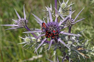 Zygaena carniolica, ametist deniz holly üzerinde burnet