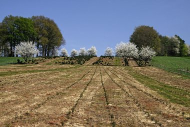 kiraz ağaçlarında Bahar, hagen, Aşağı Saksonya, Almanya