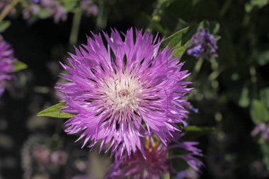 Scabiosa graminifolisi, çim yapraklı uyuz.