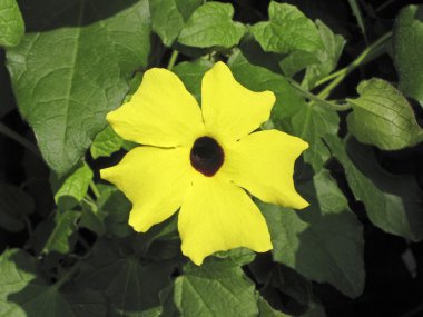 Thunbergia alata, Susan Vine, Black-eyed Susan vine clipart