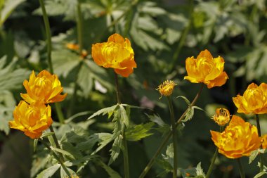 trollius chinensis golden queen, Çin dünya çiçek