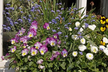 Menekşe ve unutma Bahar üzerinde bir pencere, Almanya