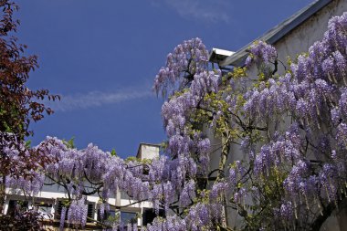 Çin wisteria (wisteria sinensis) Bahar, Almanya