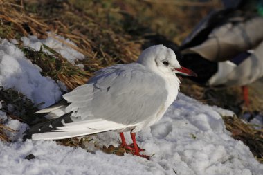 Larus ridibundus - Black-headed gull in winter, Germany clipart