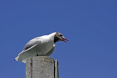 Larus ridibundus - İtalya, Avrupa Karabaş martı