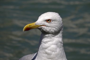 Sarı bacaklı martı (Larus michahellis) Venedik