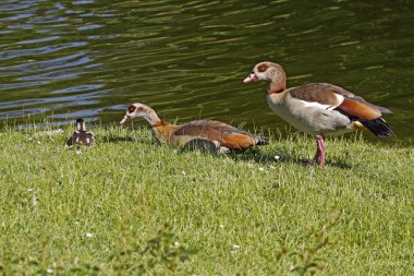 Egyptian Goose (Alopochen aegytiacus) with a young animal in Germany clipart