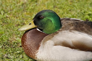 Anas platyrhynchos - mallard, Almanya'da erkek ördek