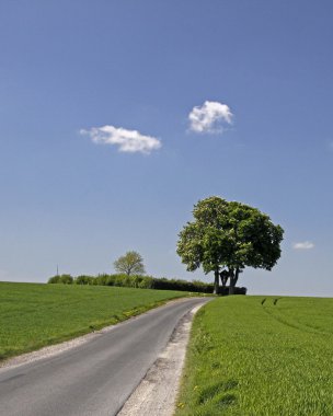 kestane çiçeği Nisan (aesculus hippocastanum içinde)